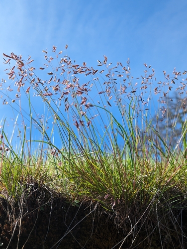 Image of Leiberg's Bluegrass (Poa leibergii) by (c) Dominic Gentilcore, some rights reserved (CC BY)