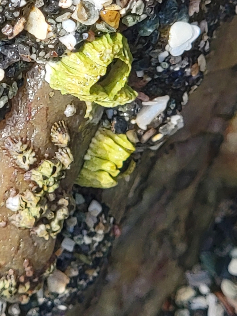 Pacific Acorn Barnacle on March 23, 2024 at 02:04 PM by Aaliyah Peña ...