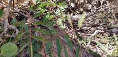 Mimosa microphylla