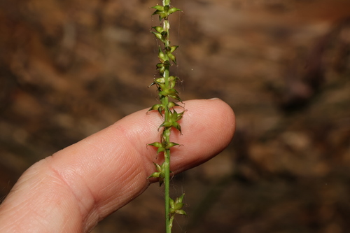 Carex declinata (Carex declinata)