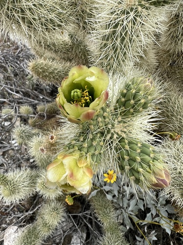 iNaturalist observation photo of Teddybear Cholla