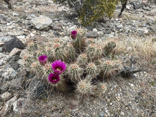 iNaturalist observation photo of Echinocereus engelmannii engelmannii