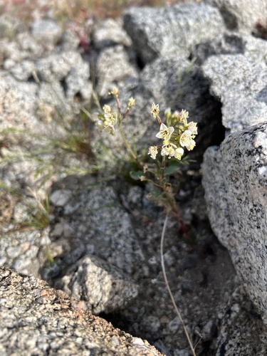 iNaturalist observation photo of Browneyes