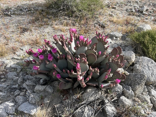 iNaturalist observation photo of beavertail cactus