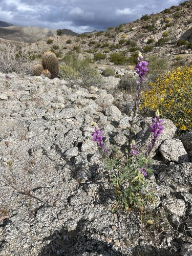 iNaturalist observation photo of Arizona lupine