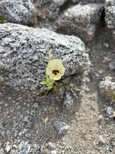 iNaturalist observation photo of ghost flower