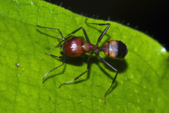 Camponotus nicobarensis