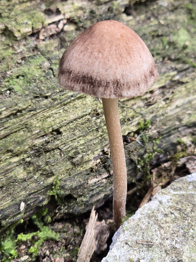 Panaeolus cinctulus · March 2024 · photo: © alan_rockefeller (iNaturalist, cc-by-sa)