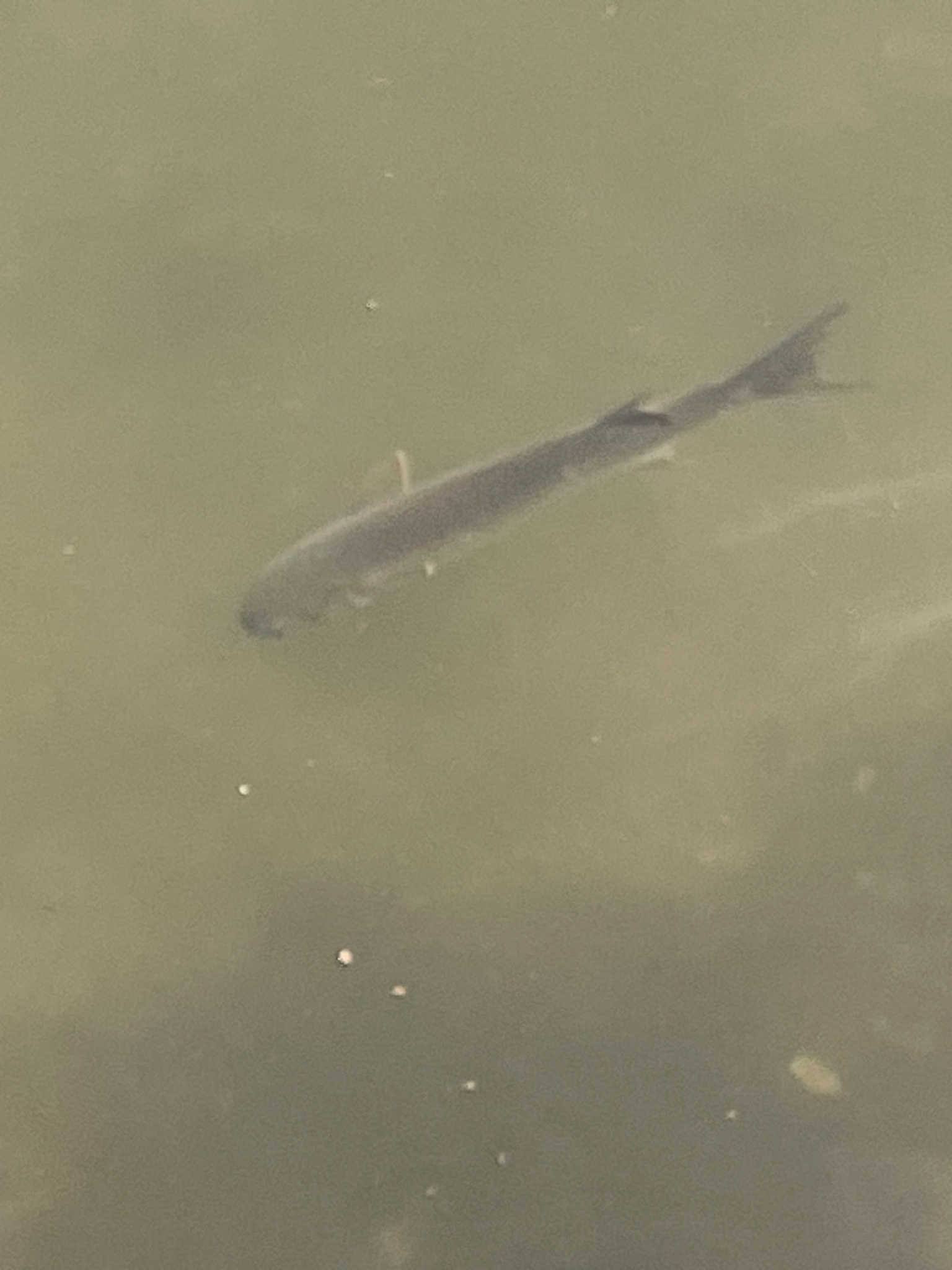 belanak, beyah, black mullet, bouri, bully mullet, callifaver mullet, cipal, common mullet, flathead grey mullet, flathead mullet, gewöhnliche meeräsche, grey mullet, harder, haskefal, lisa, muge, mulet, mulet cabot, mullet, sea mullet, striped mullet