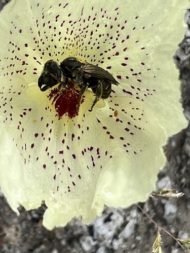 iNaturalist observation photo of Xeralictus