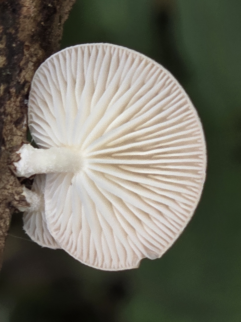 Lentinula raphanica · March 2024 · photo: © alan_rockefeller (iNaturalist, cc-by-sa)