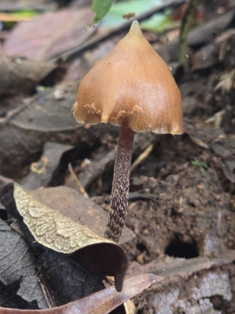 Psilocybe hoogshagenii · March 2024 · photo: © alan_rockefeller (iNaturalist, cc-by-sa)