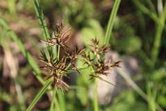 Rigidleaf Flatsedge (Cyperus rigidifolius)