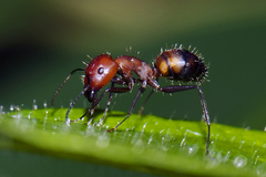 Camponotus nicobarensis