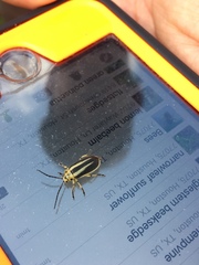 Trirhabda bacharidis