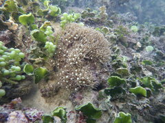 Soft Coral