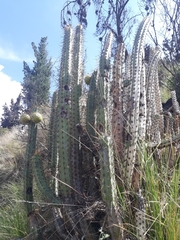 Corryocactus melanotrichus