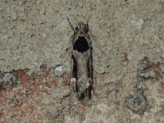 Pseudochelaria walsinghami
