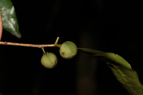 Image of Actephila mooreana by (c) Greg Tasney, some rights reserved (CC BY-SA)