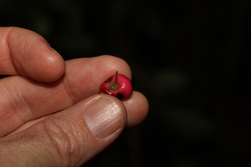 Image of Vitex lignum by (c) Greg Tasney, some rights reserved (CC BY-SA)