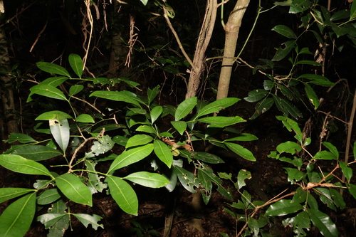 Image of Anthocarapa nitidula by (c) Greg Tasney, some rights reserved (CC BY-SA)