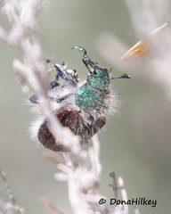 Paracotalpa granicollis