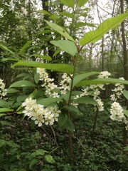 Prunus padus