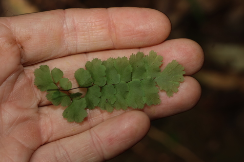 Image of Adiantum diaphanum by (c) Greg Tasney, some rights reserved (CC BY-SA)