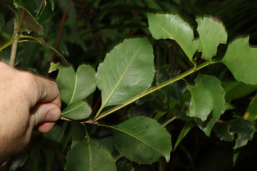 Image of Auranticarpa rhombifolia by (c) Greg Tasney, some rights reserved (CC BY-SA)