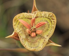 Calochortus tiburonensis