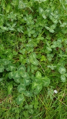 Trifolium pratense