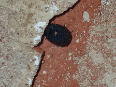 Germarostes globosus