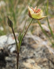 Calochortus tiburonensis