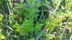 Conoclinium coelestinum