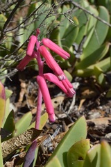 Lachenalia punctata