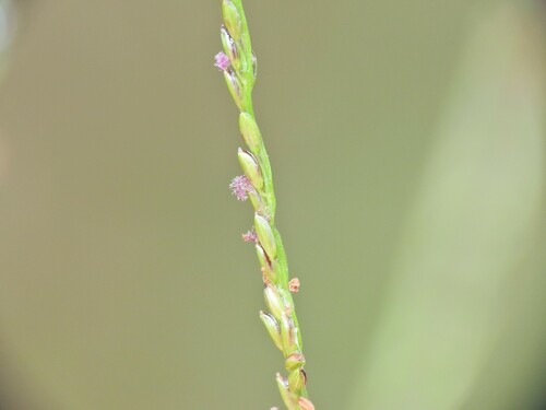 Image of Small-Flowered Finger Grass (Digitaria parviflora) by (c) Scott W. Gavins, some rights reserved (CC BY)