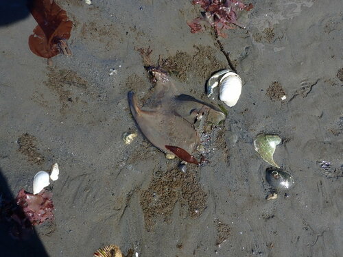 Big Skate photographed in Washington