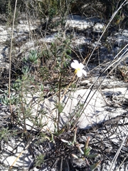 Oxalis hirta tenuicaulis