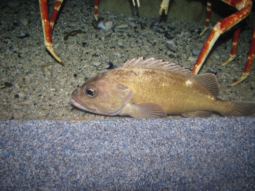 Cape redfish (Sebastes capensis) — Sebastidae — 4