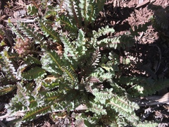 Pedicularis centranthera