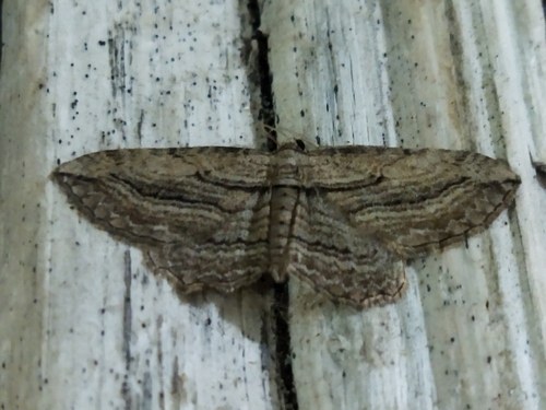Horisme corticata