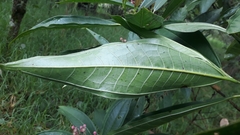 Miconia notabilis