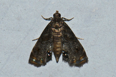 Nymphicula