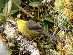 Atlapetes pallidinucha