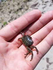 Pachygrapsus