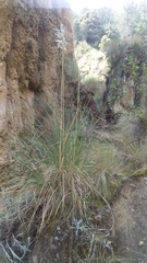 Cortaderia jubata