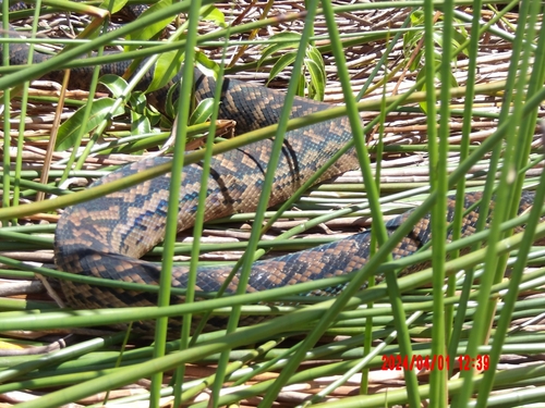 Australian Scrub Python sighting