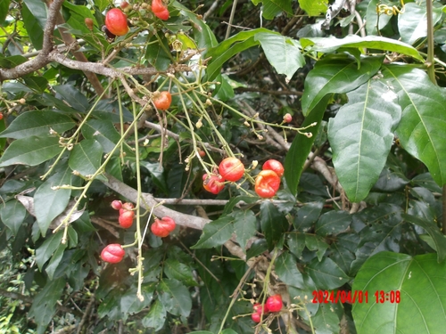 Image of Harpullia ramiflora by (c) Matthew Borella, some rights reserved (CC BY)