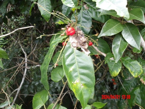 Image of Harpullia ramiflora by (c) Matthew Borella, some rights reserved (CC BY)