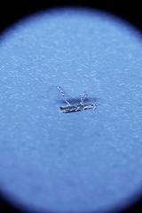 Epicephala albifrons